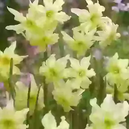 Exotic Mystery